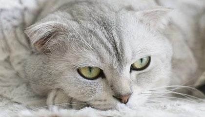 平湖2026年最新北京商务伴游经纪招聘渠道分享(最方便真实的平湖北京爱特博旅运服务有限责任公司招聘方法)