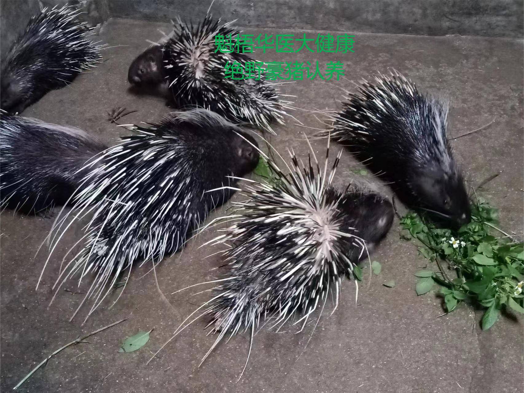 最新豪猪回收商家方法分析(最方便真实的平湖豪猪卖去什么地方方法)